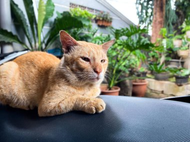 Kızıl kedi arka planda bitkilerle motosiklet koltuğunda oturuyor.. 