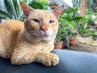 Kızıl kedi arka planda bitkilerle motosiklet koltuğunda oturuyor.. 