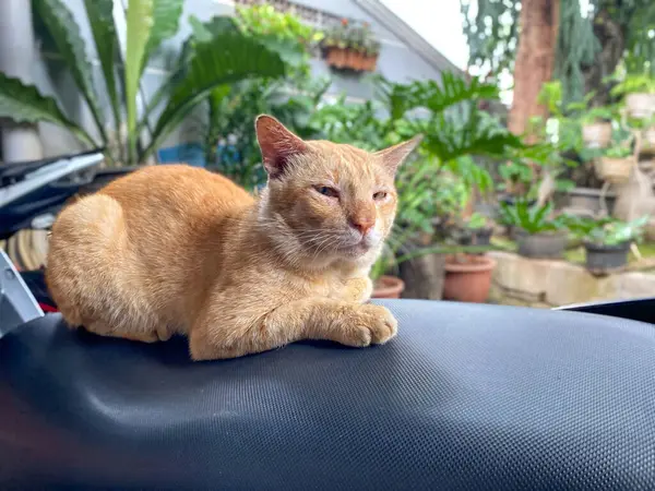 Kızıl kedi arka planda bitkilerle motosiklet koltuğunda oturuyor.. 
