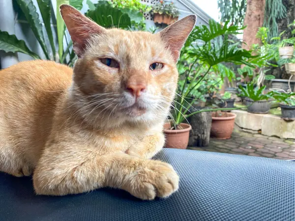 Kızıl kedi arka planda bitkilerle motosiklet koltuğunda oturuyor.. 