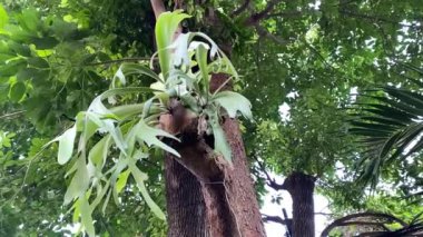 Elkhorn staghorn eğreltiotu yeşil yaprakları, Platycerium cinsine ait epifiz eğreltiotu grubudur. Platiseryum Staghorn Fern Houseplant yavaş çekimde