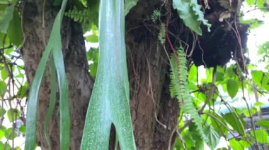 Elkhorn staghorn eğreltiotu yeşil yaprakları, Platycerium cinsine ait epifiz eğreltiotu grubudur. Platiseryum Staghorn Fern Houseplant yavaş çekimde