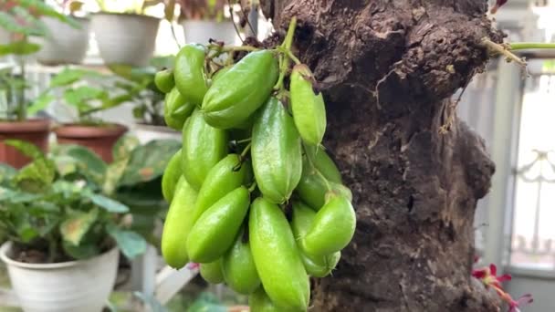 Endonezya Dilinde Nanan Sayur Olarak Adlandırılan Ağacın Gövdesinde Meyve Yetişiyor — Stok video