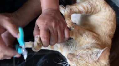 Zencefilli kedileri kesen adam tırnak makası ya da tırnak makasıyla pençelerini kesiyor. Hayvan bakımı. Kedi pençeleri.