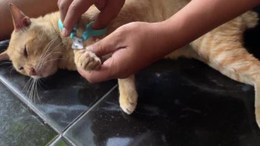 Zencefilli kedileri kesen adam tırnak makası ya da tırnak makasıyla pençelerini kesiyor. Hayvan bakımı. Kedi pençeleri.