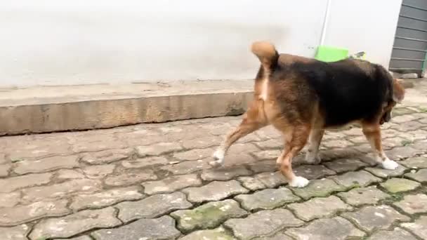 Бродячая Собака Разгуливающая Асфальтированному Блочному Полу Ищущая Идеальное Место Помочиться — стоковое видео