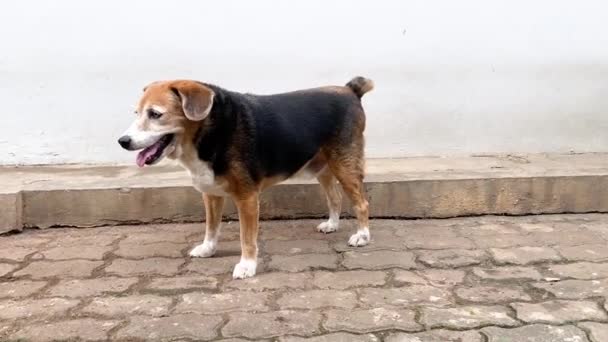 Beagle Caminando Ida Vuelta Suelo Pavimentación Bloques — Vídeos de Stock
