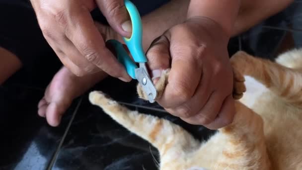 爪クリッパーまたは爪トリマーでジンジャー猫の爪を切断する男 ペットグルーミング 猫の爪のケア — ストック動画