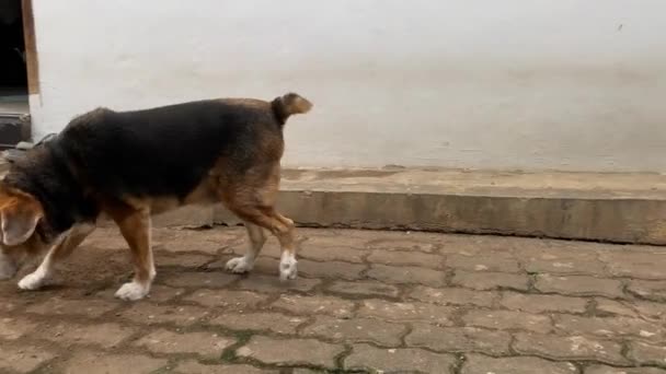 Beagle Spacerujący Powrotem Bloku Brukującym Podłogę — Wideo stockowe