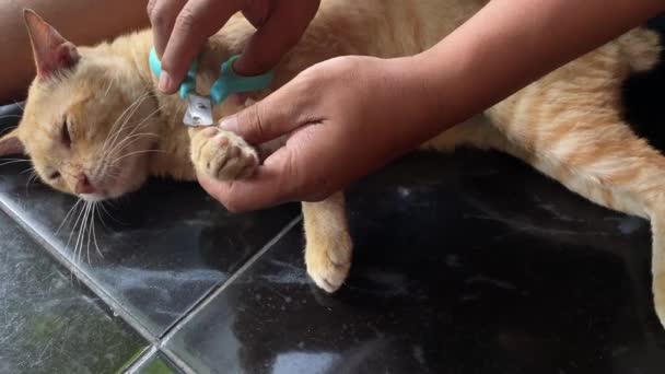 人类用指甲钳或爪子修剪来切割生姜猫的爪子 宠物狗的打扮 猫爪护理 — 图库视频影像