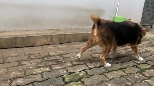 一只小猎犬在铺着石块的地板上走来走去 寻找理想的地方撒尿并标出整个地区 — 图库视频影像