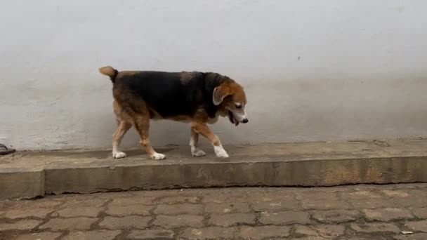 Ein Beagle Der Auf Dem Pflastersteinboden Hin Und Her Läuft — Stockvideo