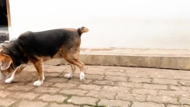Beagle Caminando Ida Vuelta Suelo Pavimentación Bloques — Vídeo de stock