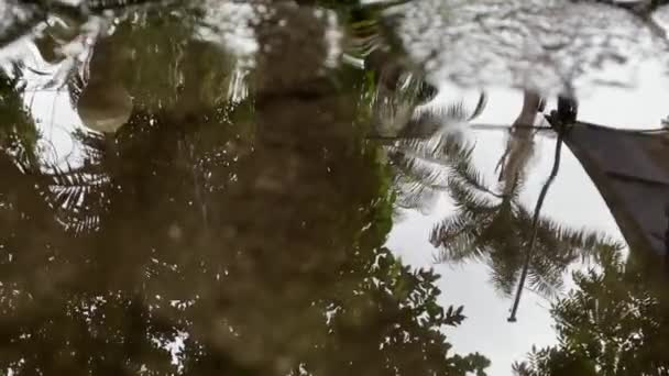 Penutupan Tetesan Hujan Yang Jatuh Genangan Air Dengan Pepohonan Dan — Stok Video
