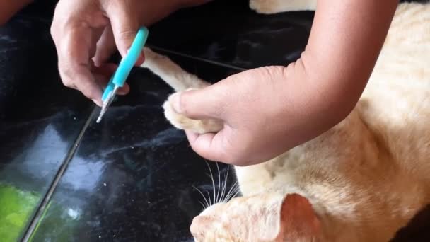 Чоловік Ріже Кігті Імбирних Котів Допомогою Затискача Нігтів Або Тримера — стокове відео