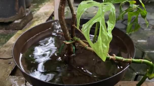 Die Perforierten Blätter Pflanztopf Sind Regen Ausgesetzt Regentropfen Auf Pfütze — Stockvideo