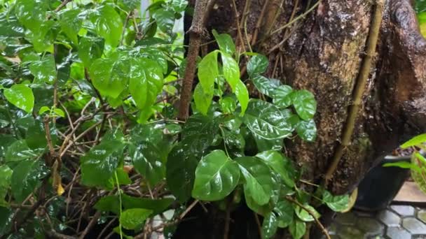 Water Droplets Green Pine Branch Douche Pluie Dans Forêt Dense — Video