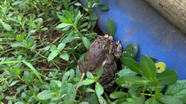 Kurbağalar balık havuzunun kenarında güneşin altında çiftleşiyorlar. Kurbağa kurbağanın üzerinde oturuyor..