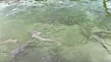 Gölette kedi balığı besliyorum. Kaynar su yüzeyi