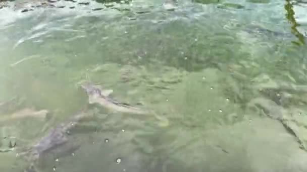 Alimentando Peixes Gato Lagoa Superfície Água Fervente — Vídeo de Stock