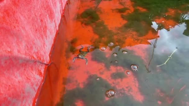 Gölette Yüzen Kurbağa Kurbağa Göletin Dibinden Yüzeye Kadar Yüzer — Stok video