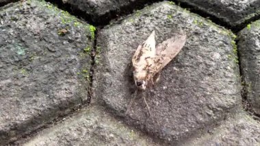 Ölü güveleri ağlarıyla yuvalarına taşıyan bir grup siyah karınca kolonisi. Makro böcek videosu.