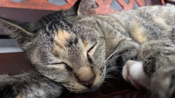 Cat Sleeps Bench Striped Tired Cat Resting Bench Street Portrait — Stock Video