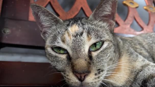 Kočka Spí Lavičce Unavená Kočka Pruhy Odpočívá Lavičce Ulici Portrét — Stock video