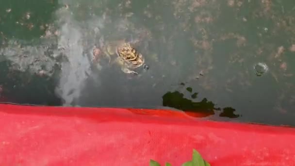 Kurbağalar Balık Havuzunda Güneşin Altında Çiftleşiyorlar Kurbağa Kurbağanın Üzerinde Oturuyor — Stok video