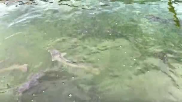 연못에서 고양이 물고기를 — 비디오