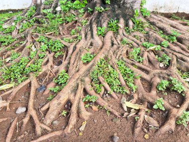 Parktaki eski bir ağacın kök sistemi. Vahşi doğadaki çeşitli şekiller. Çeşitli kolaj türleri için kök arka plan. İnanılmaz ve Kaos Ağacı Kökleri.