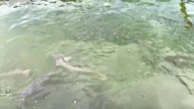 Yayın balığı içeren gölcükler yayın balığı çiftliklerinde pelet şeklinde beslenir. Gölette kedi balığı besliyorum. Kaynar su yüzeyi