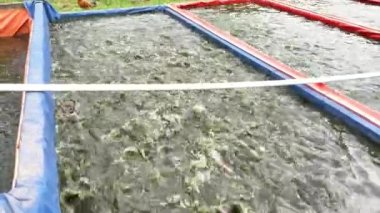 Adam havuzda kedi balığı besliyor. Yayın balığı içeren gölcükler yayın balığı çiftliklerinde pelet şeklinde beslenir. Kaynar su yüzeyi
