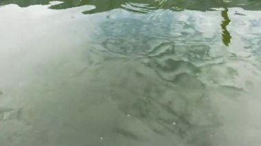Adam havuzda kedi balığı besliyor. Yayın balığı içeren gölcükler yayın balığı çiftliklerinde pelet şeklinde beslenir. Kaynar su yüzeyi