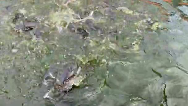 생선을 포함하는 연못은 농장에서 펠릿의 형태로 음식을 제공합니다 연못에서 고양이 — 비디오