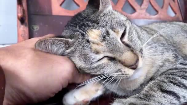 Κοντινό Πλάνο Της Γάτας Που Χαϊδεύεται Από Τον Ιδιοκτήτη Χέρι — Αρχείο Βίντεο