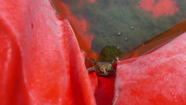 Yeşil Kurbağa Kafasını Gölün Içinde Dikizliyordu Kurbağa Berrak Gölette Yüzer — Stok video