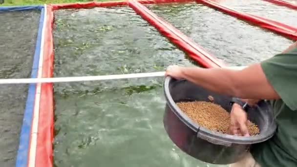 사람은 연못에서 고양이 물고기를 먹이고있다 생선을 포함하는 연못은 농장에서 펠릿의 — 비디오