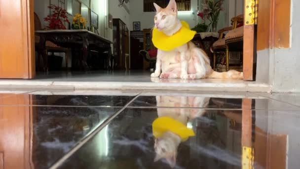 Τζίντζερ Γάτα Φοράει Κίτρινο Κολάρο Ανάπαυσης Και Περπάτημα Μέσα Στο — Αρχείο Βίντεο
