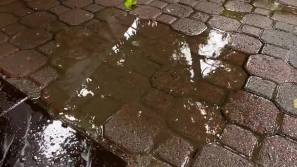 Regentropfen Auf Wasserpfütze lizenzfreies Stockvideo