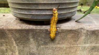 Asfalt zeminde tırtıl sürünüyor ve duvara tırmanıyor.