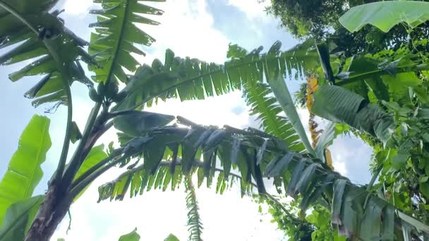 Wind Waait Het Bananenblad Tegen Blauwe Lucht Met Felle Zon — Stockvideo