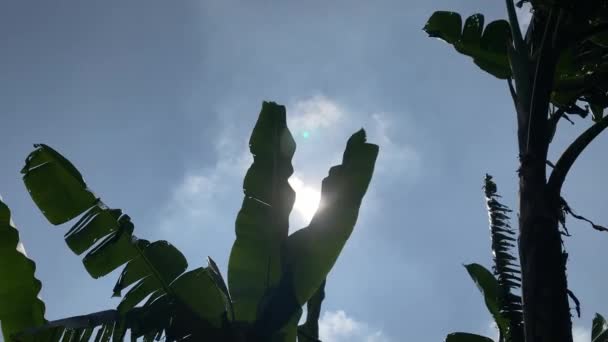 Vento Soprando Folha Banana Contra Céu Azul Com Luz Solar — Vídeo de Stock