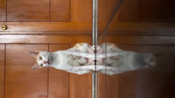 Vídeo Vertical Gato Gengibre Peludo Chão Preto Reflexão Gato Chão — Vídeo de Stock