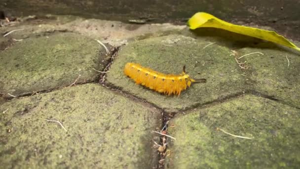 Caterpillar Pavimentazione Blocco Pavimento Strisciando Arrampicata Una Parete — Video Stock
