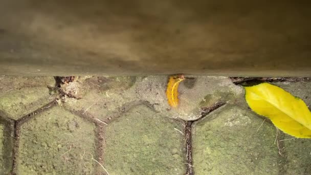 Caterpillar Paving Block Floor Crawling Climbing Wall — Stock Video