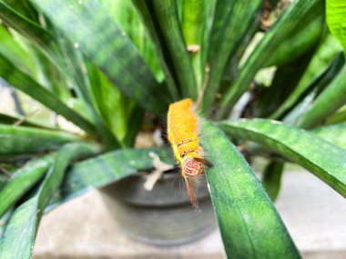 Kıllı çam işlemeli tırtıl yeşil yaprağın üzerinde belirgin sarı şeritli. Tırtıl yeşil arka planda dalda kayıyor..