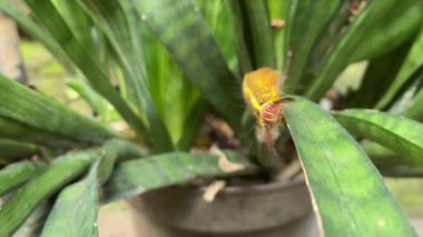 Solucanlar yaprak yer, tırtıl böcek korur ve yeşil çalılıktan yapraklar yer. Yağmur mevsiminde ortaya çıkan tırtıllar.