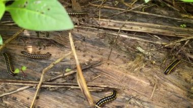 Tırtıllar ormanda çürük ağaçların üzerinde yürüyorlar.