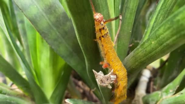 蠕虫吃树叶 毛虫做保护剂 吃绿色灌木的叶子 雨季出现的毛毛虫 — 图库视频影像